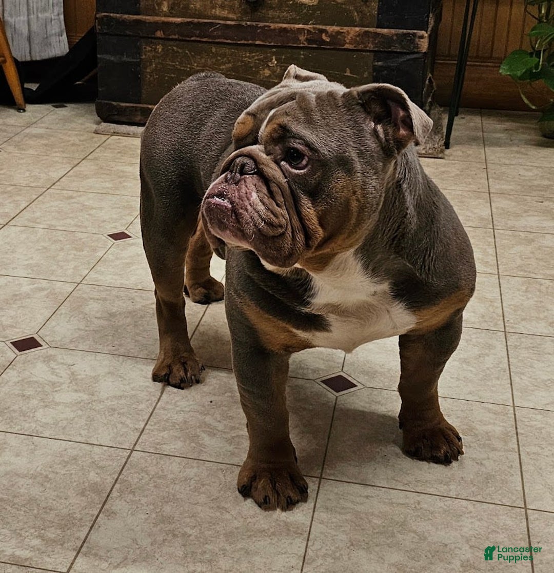 English Bulldog dogs for sale: Mini Bulldog Sprinkles - Image 8