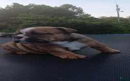 English Bulldog dogs for sale: Dixie - Image 8