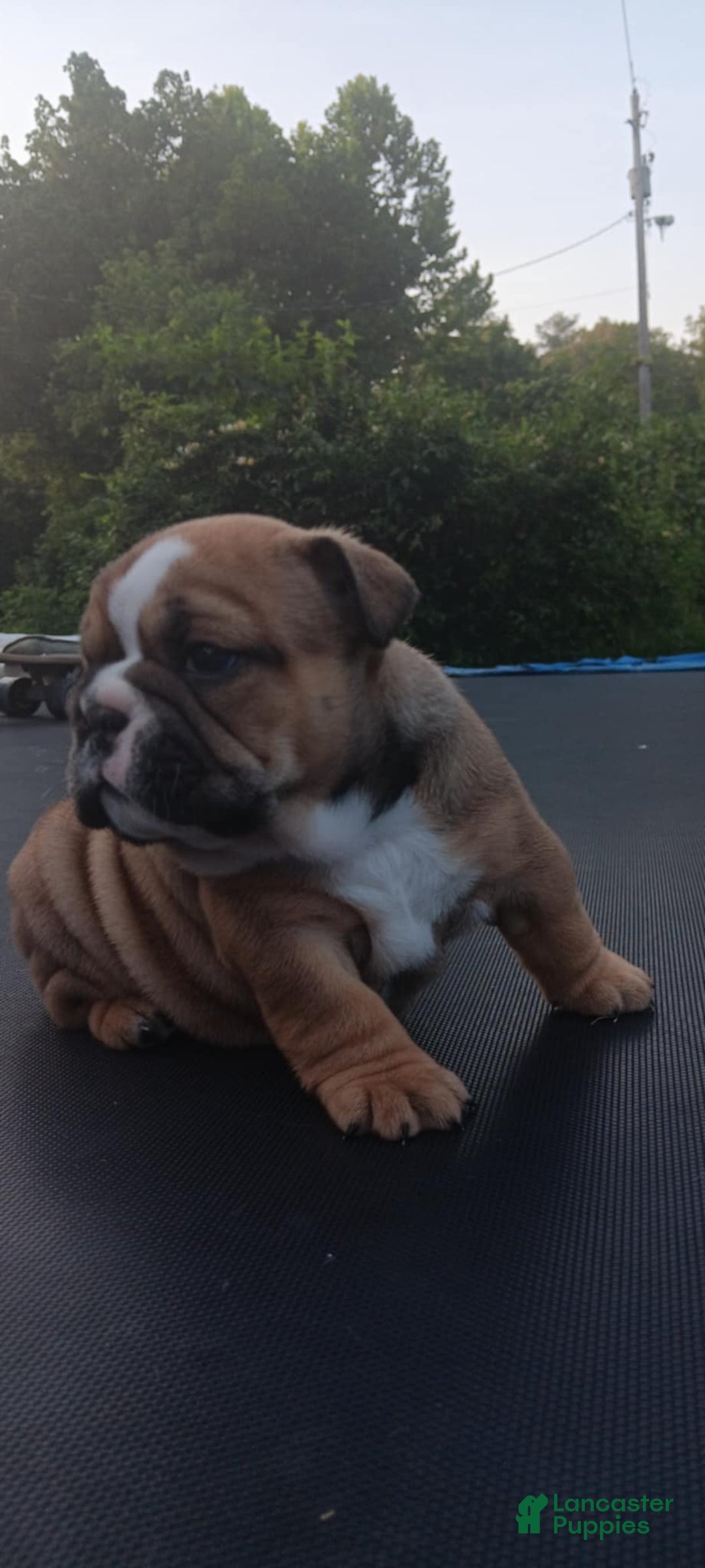 English Bulldog dogs for sale: Dixie - Image 8