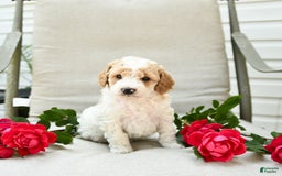 Cockapoo dogs for sale: Justin - Image 4