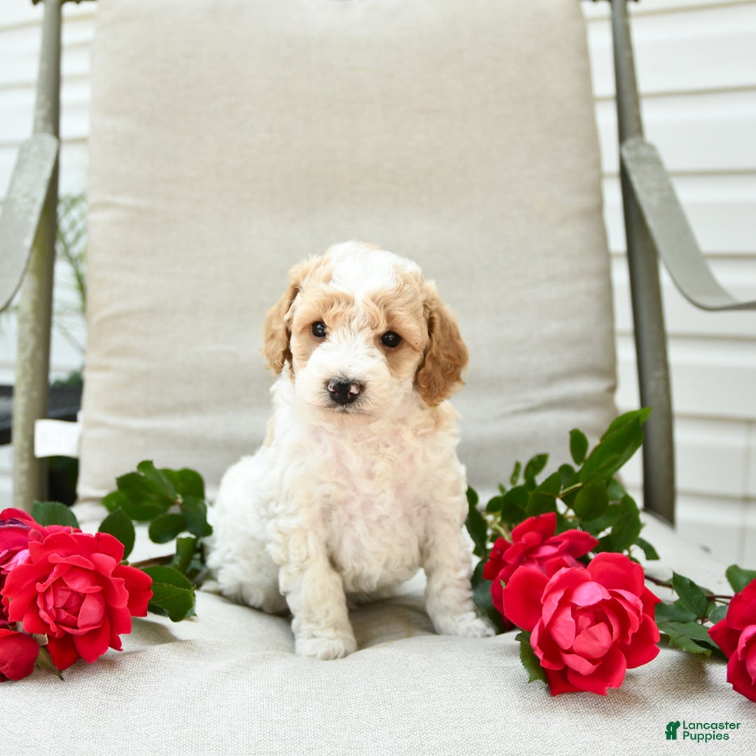 Cockapoo dogs for sale: Justin - Image 4