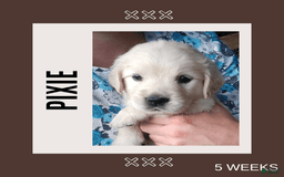 Golden Retriever dogs for sale: Pixie - Image 19