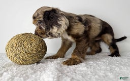 Cocker Spaniel dogs for sale: Merly Girl - Image 3