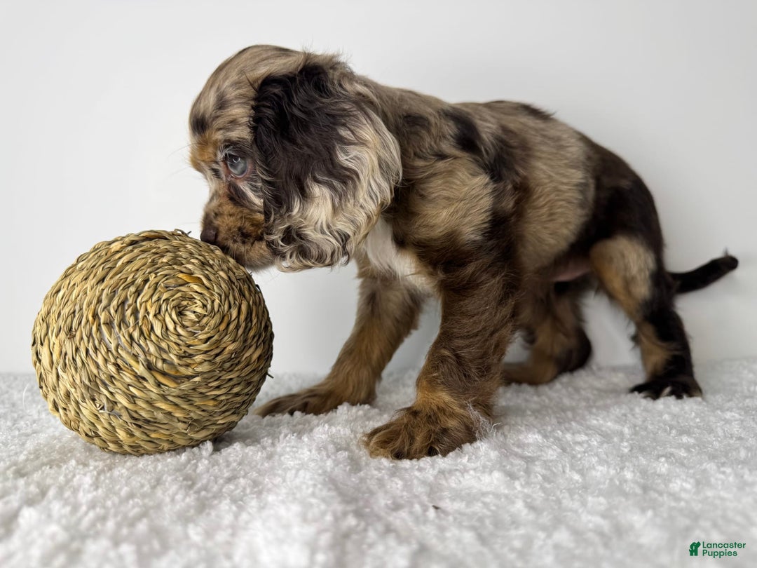 Cocker Spaniel dogs for sale: Merly Girl - Image 3