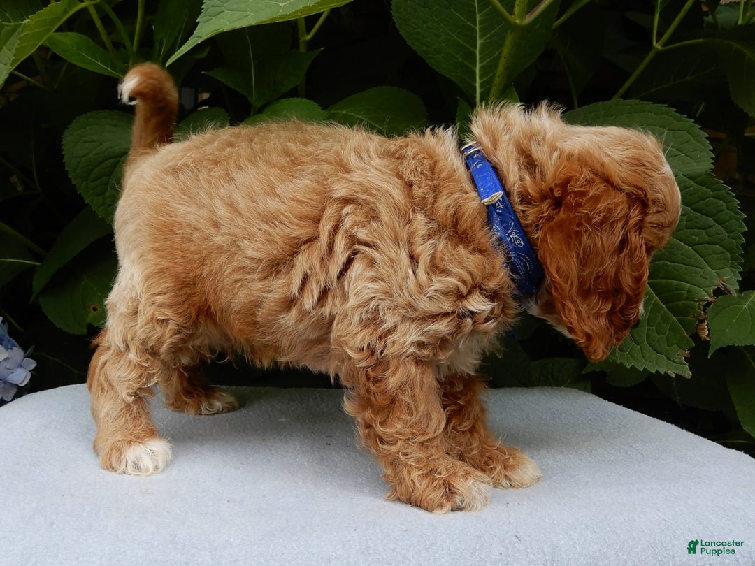 Cavapoo dogs for sale: Tux - Image 4