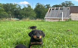 Doberman Pinscher dogs for sale: Luke - Image 2