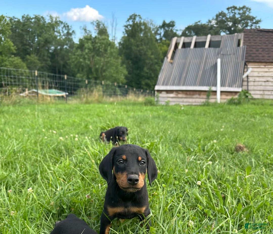 Doberman Pinscher dogs for sale: Luke - Image 2