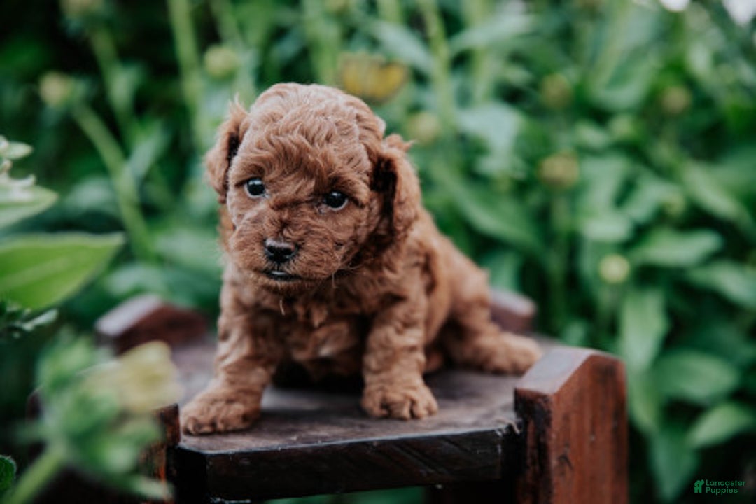 Mini Goldendoodle dogs for sale: Chloe - Image 8