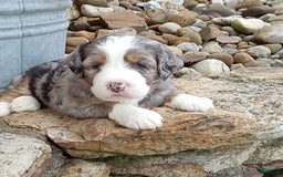 Mini Bernedoodle dogs for sale: Mia - Image 4