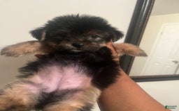 Yorkshire Terrier dogs for sale: Marcie - Image 2