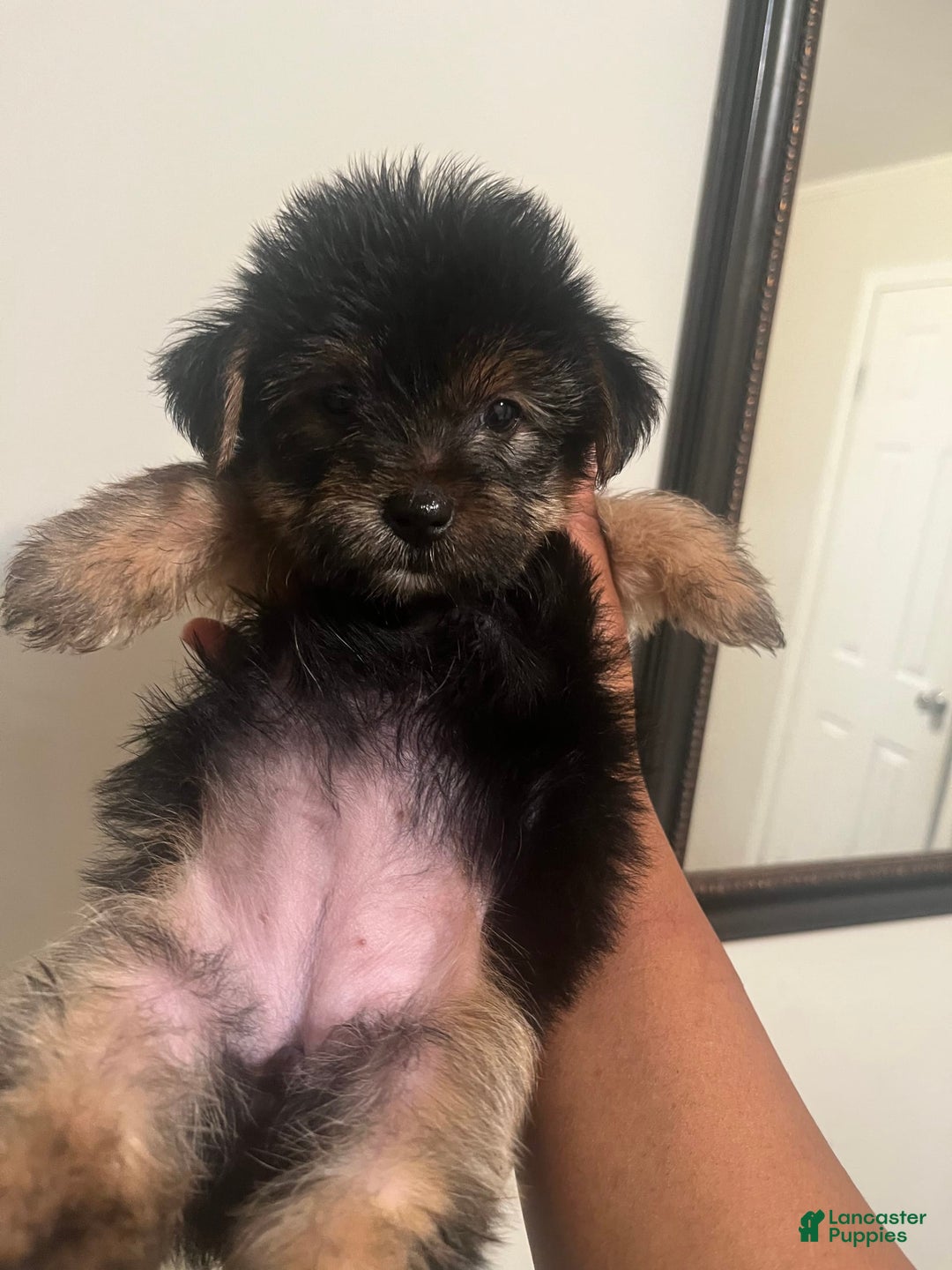 Yorkshire Terrier dogs for sale: Marcie - Image 2