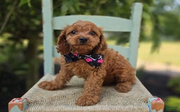 Cavapoo dogs for sale: Ann - Image 8