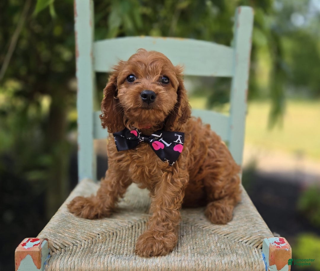 Cavapoo dogs for sale: Ann - Image 8