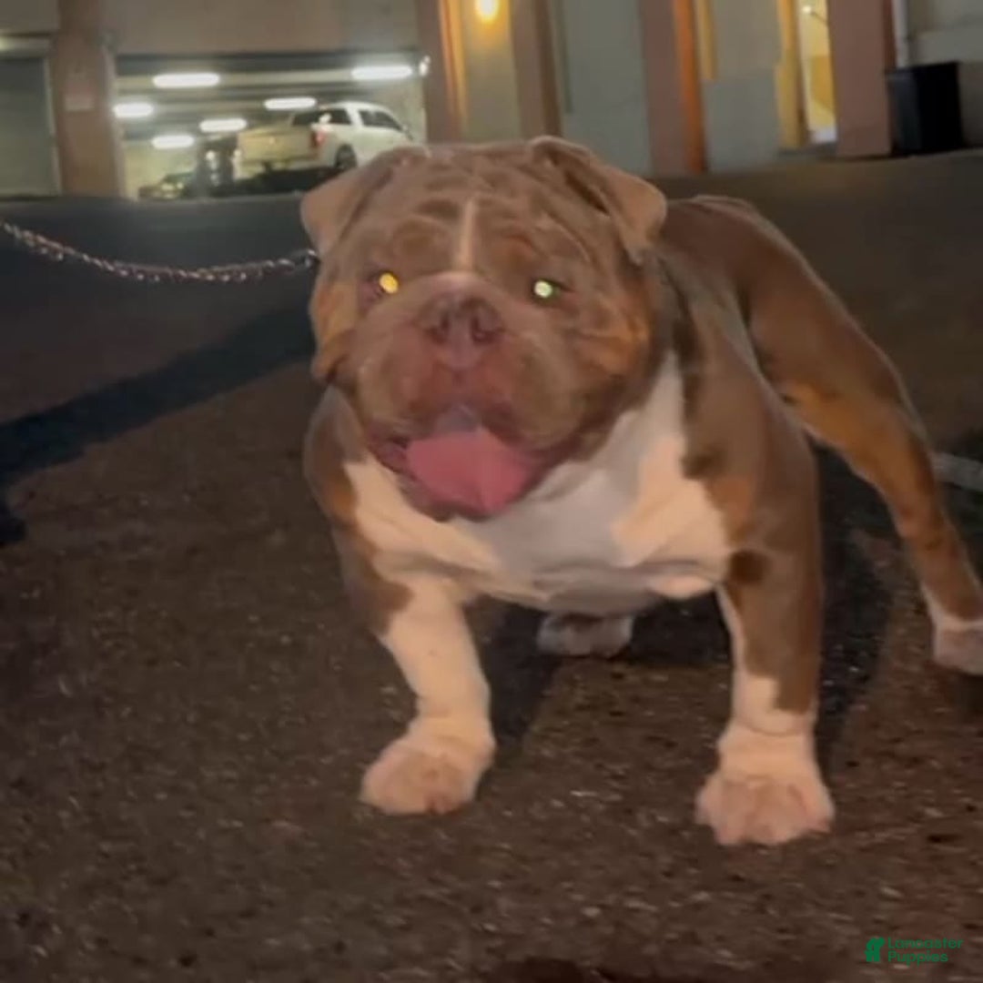 English Bulldog dogs for stud: Gucci - Image 11