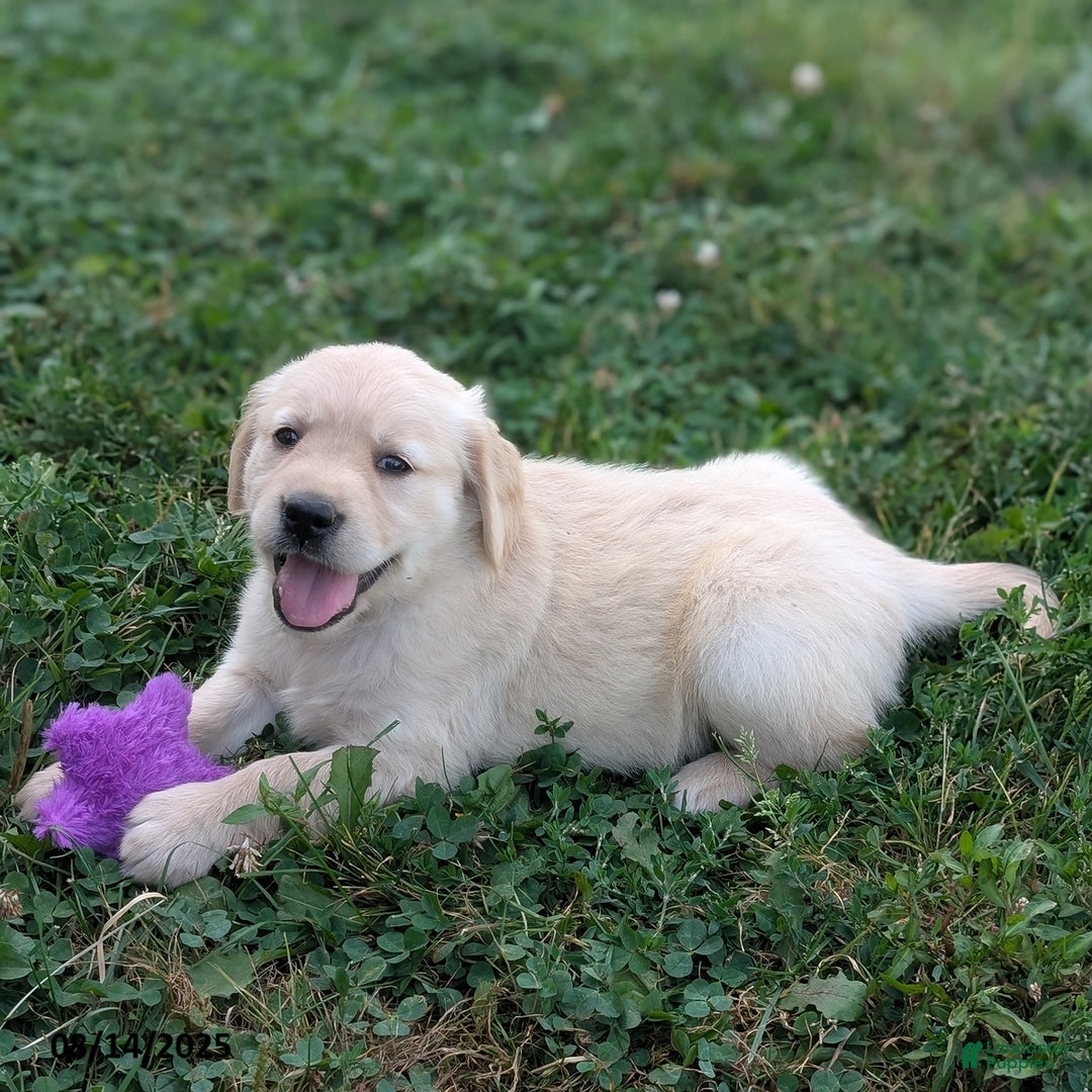 Golden Retriever dogs for sale: Macy - Image 5