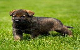 German Shepherd dogs for sale: Rolf - Image 5