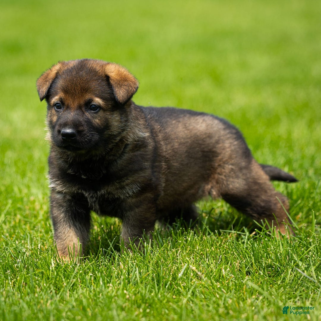 German Shepherd dogs for sale: Rolf - Image 5