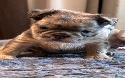 English Bulldog dogs for sale: Little Fluff - Image 4
