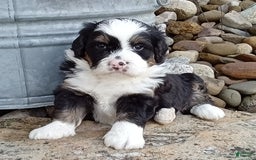 Mini Bernedoodle dogs for sale: Banjo - Image 17