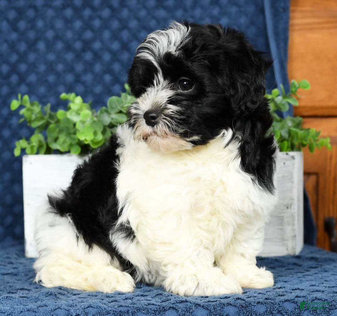 Havapoo dogs for sale: Candace - Image 6
