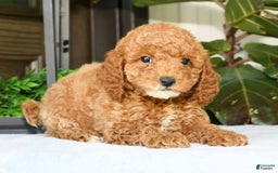 Mini Goldendoodle dogs for sale: Vance - Image 12