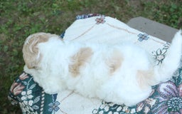 Miniature Poodle dogs for sale: Scott - Image 2