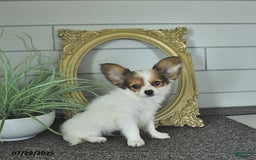 Papillon dogs for sale: Brett - Image 13