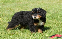 Mini Bernedoodle dogs for sale: Buddy - Image 6