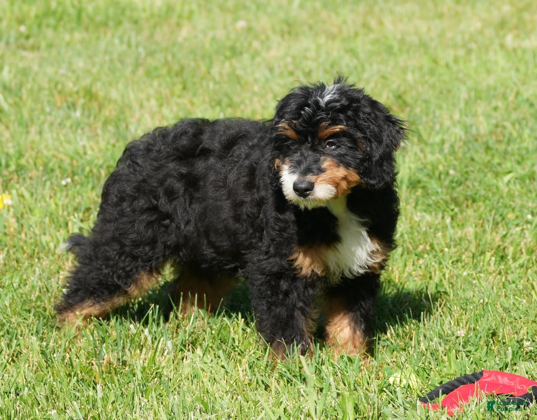 Mini Bernedoodle dogs for sale: Buddy - Image 6