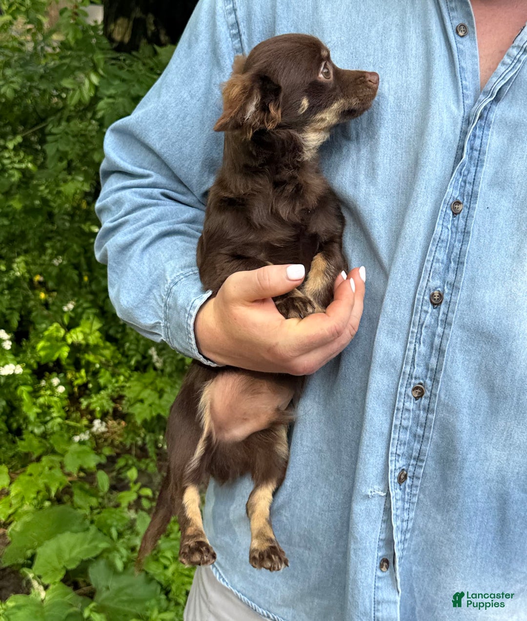 Chihuahua dogs for sale: Hershey - Image 9
