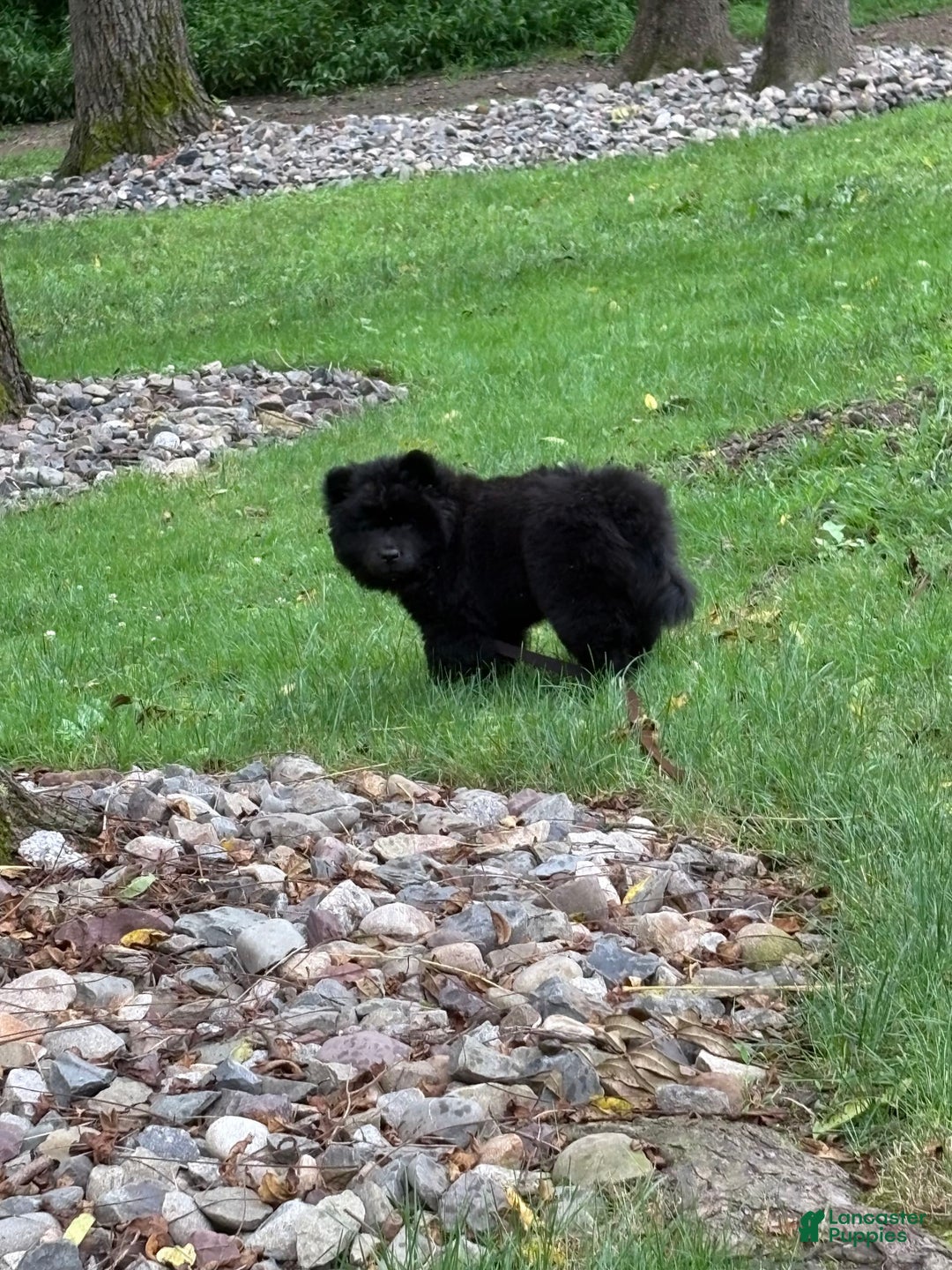 Chow Chow dogs for sale: Karmin - Image 2