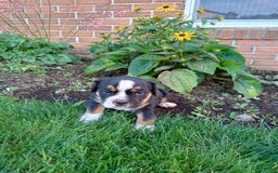 Olde English Bulldogge dogs for sale: Max - Image 4