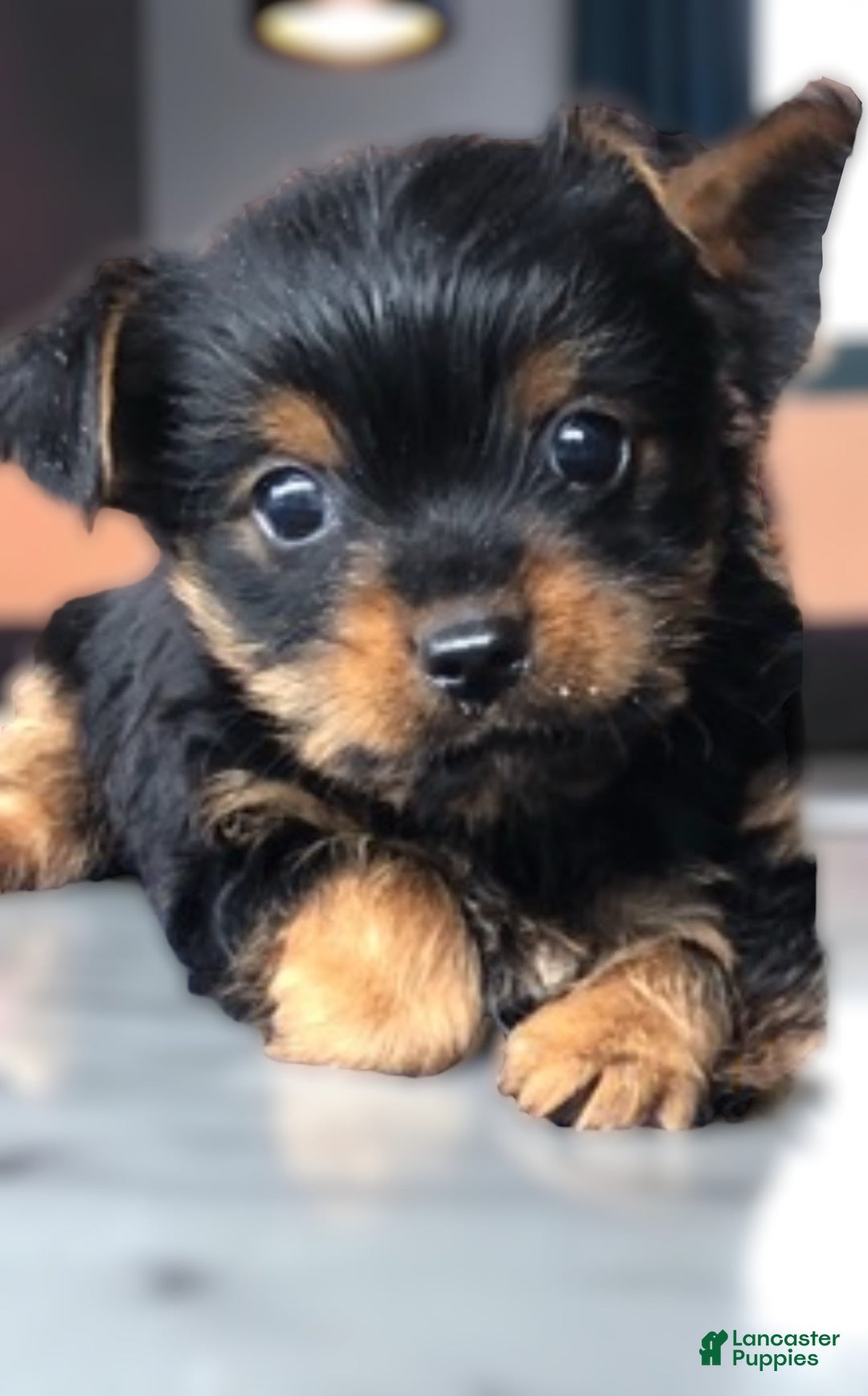 Yorkshire Terrier dogs for sale: T-rex - Image 1