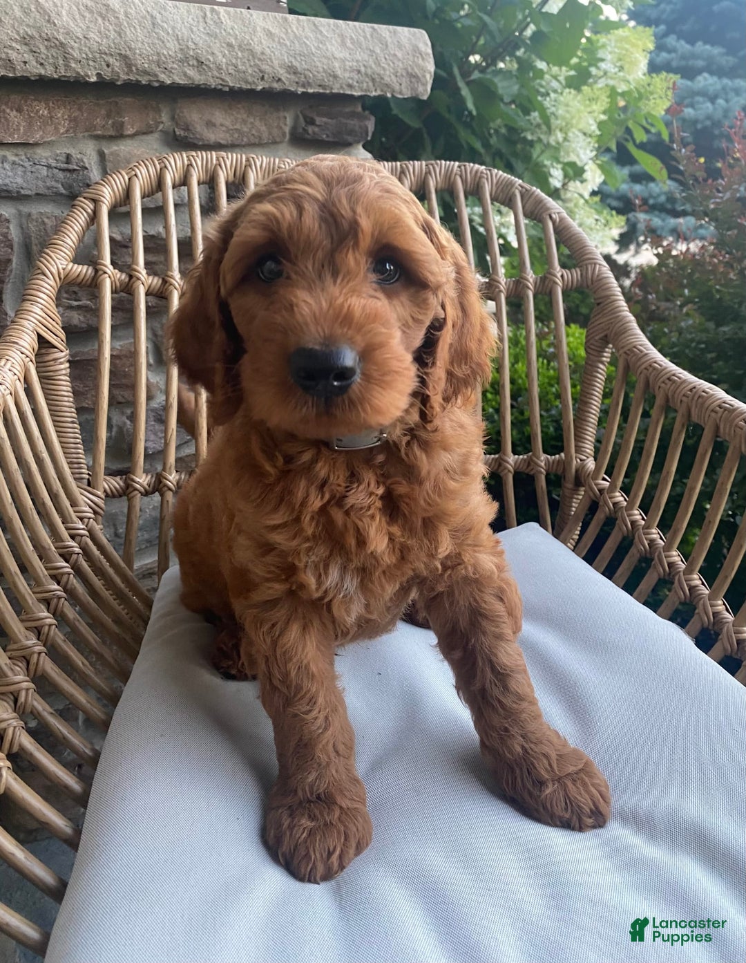 Mini Goldendoodle dogs for sale: Jack - Image 1