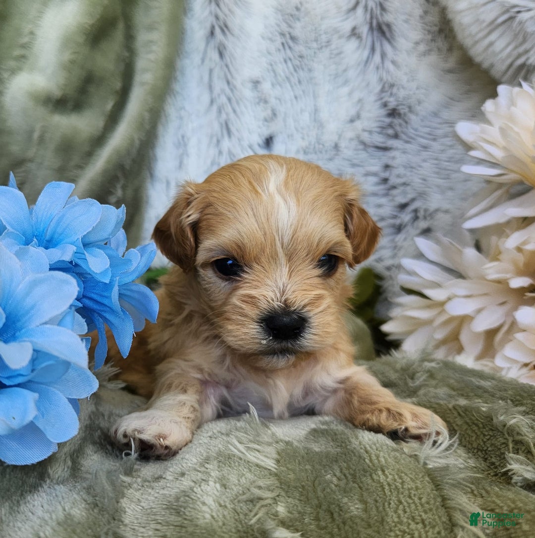 Shihpoo dogs for sale: Maverick - Image 2