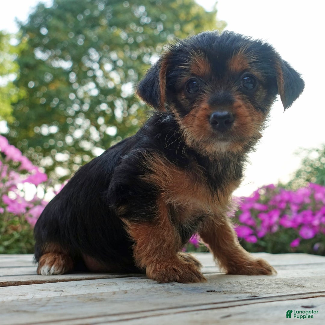 Yorkshire Terrier dogs for sale: Leo - Image 6