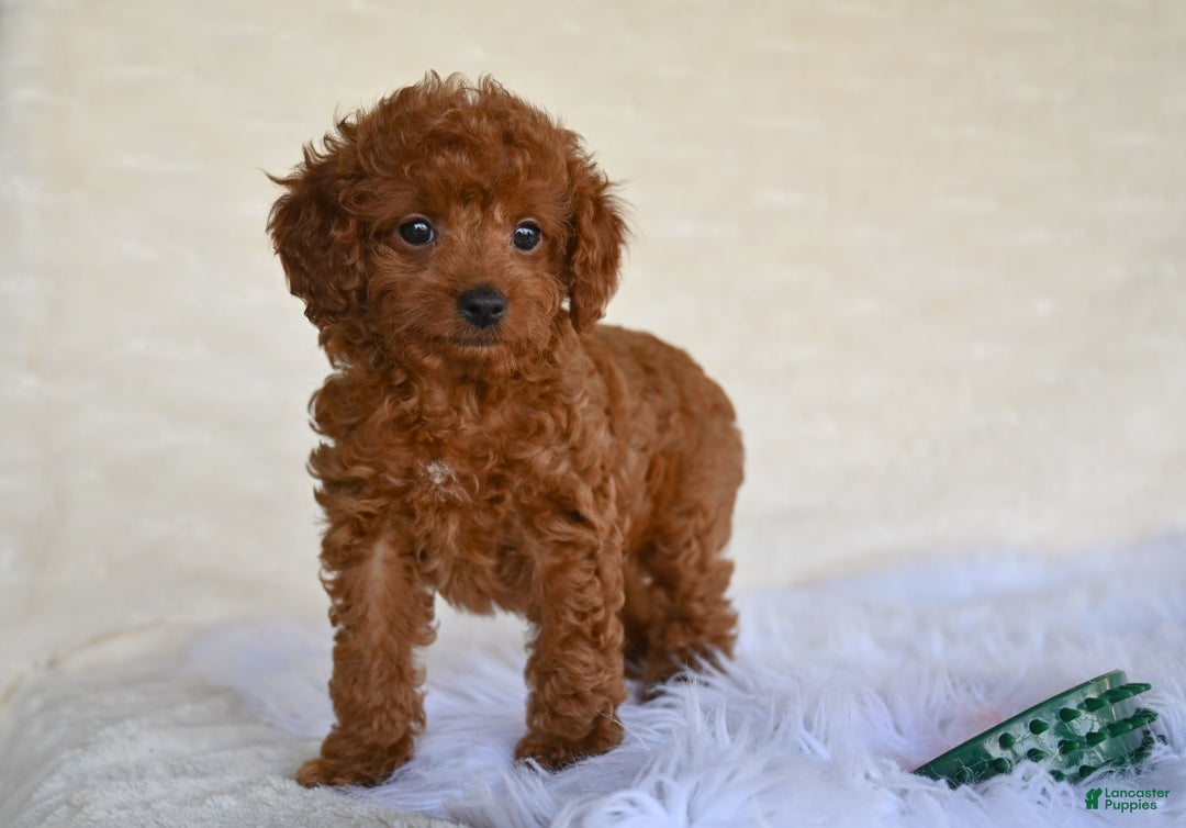 Cockapoo dogs for sale: Penny - Image 4