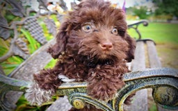 Havapoo dogs for sale: Boomer - Image 5
