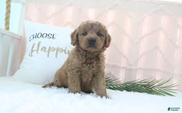  dogs for sale: Mini Goldendoodle 4 puppies - Image 8