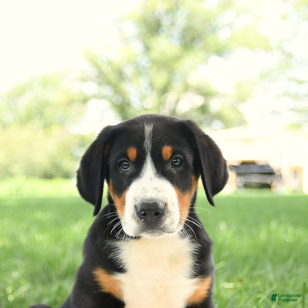 Greater Swiss Mountain Dog dogs for sale: Cash - Image 9