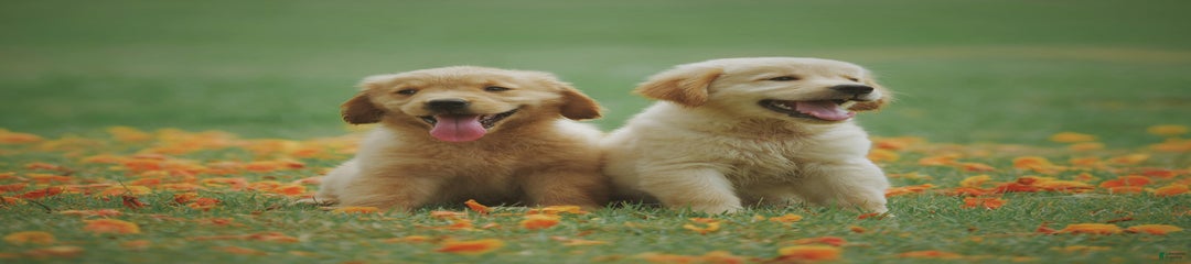 Akbash Dog Puppy 10