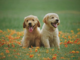 Akbash Dog Puppy 10