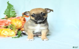Chihuahua dogs for sale: Sage - Image 2
