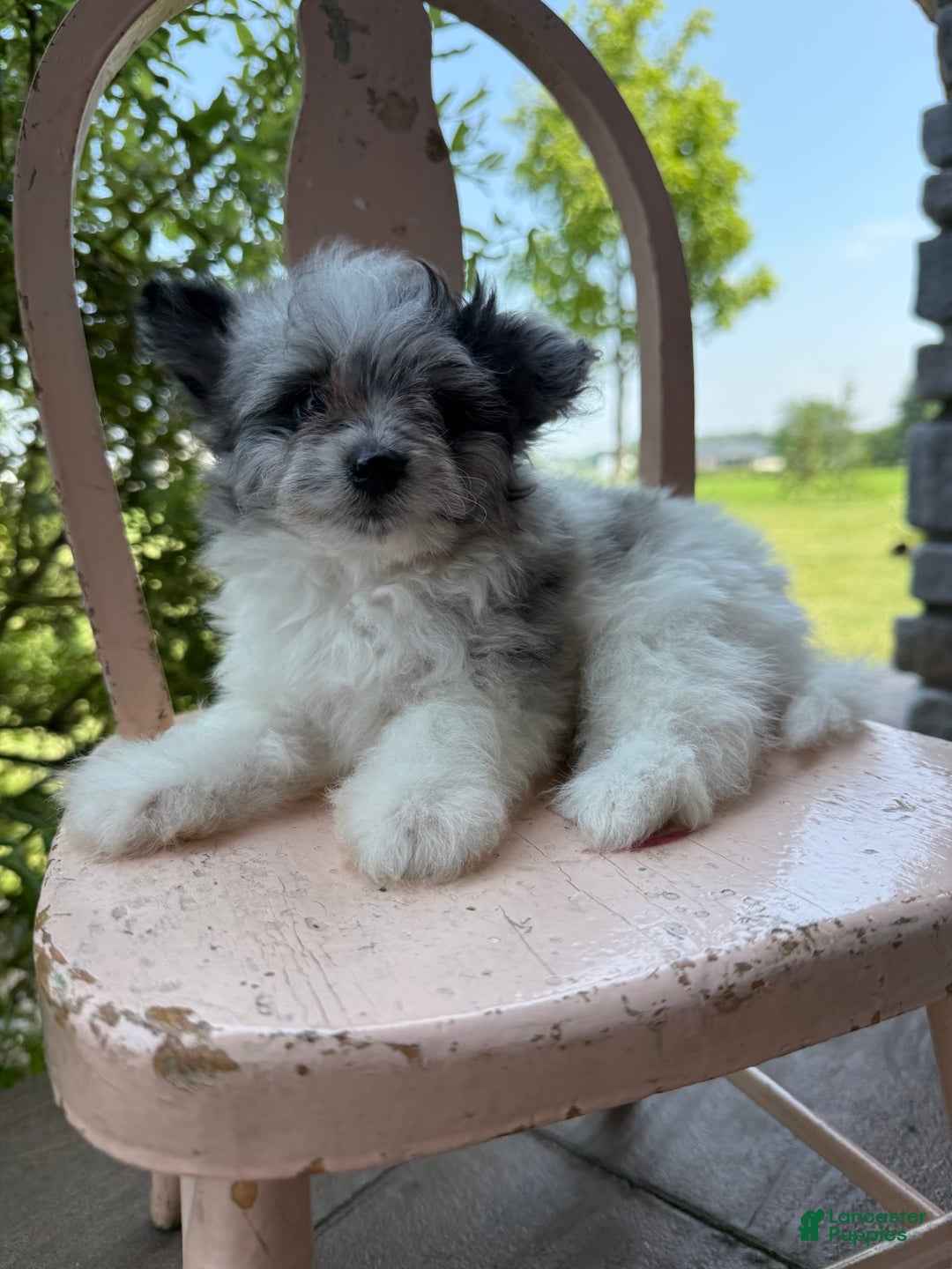 Pomapoo dogs for sale: Maverick - Image 3