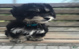 Miniature Dachshund dogs for sale: Mookie - Image 10