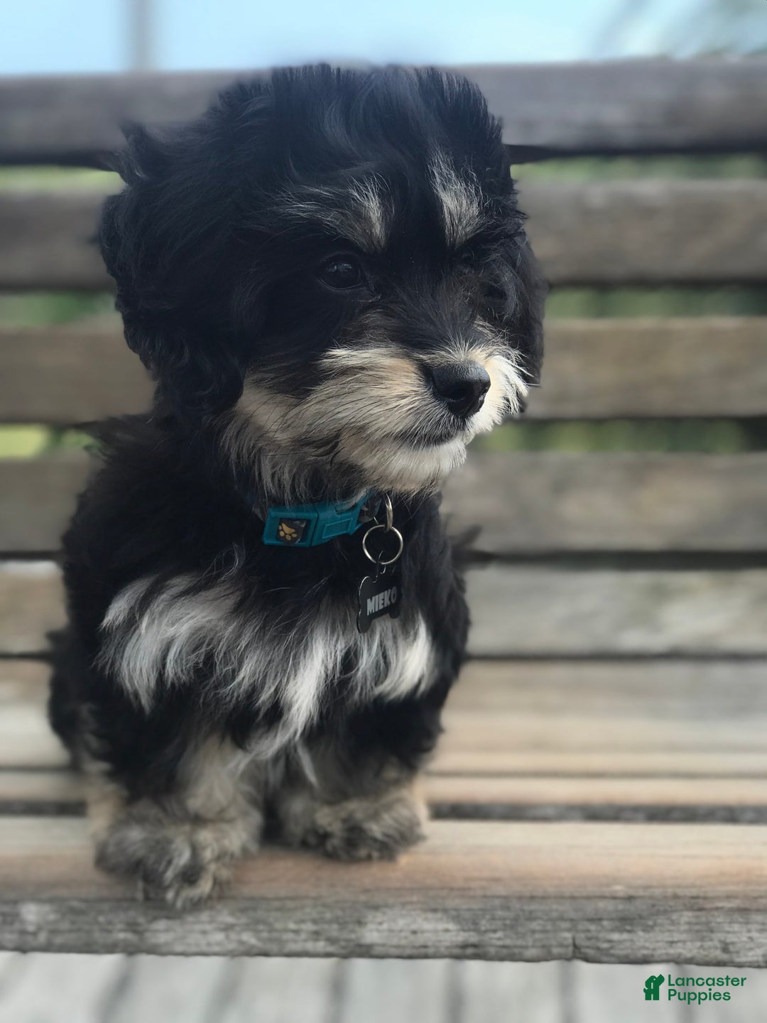 Miniature Dachshund dogs for sale: Mookie - Image 10