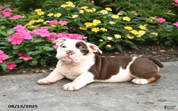 English Bulldog dogs for sale: Bailey - Image 2