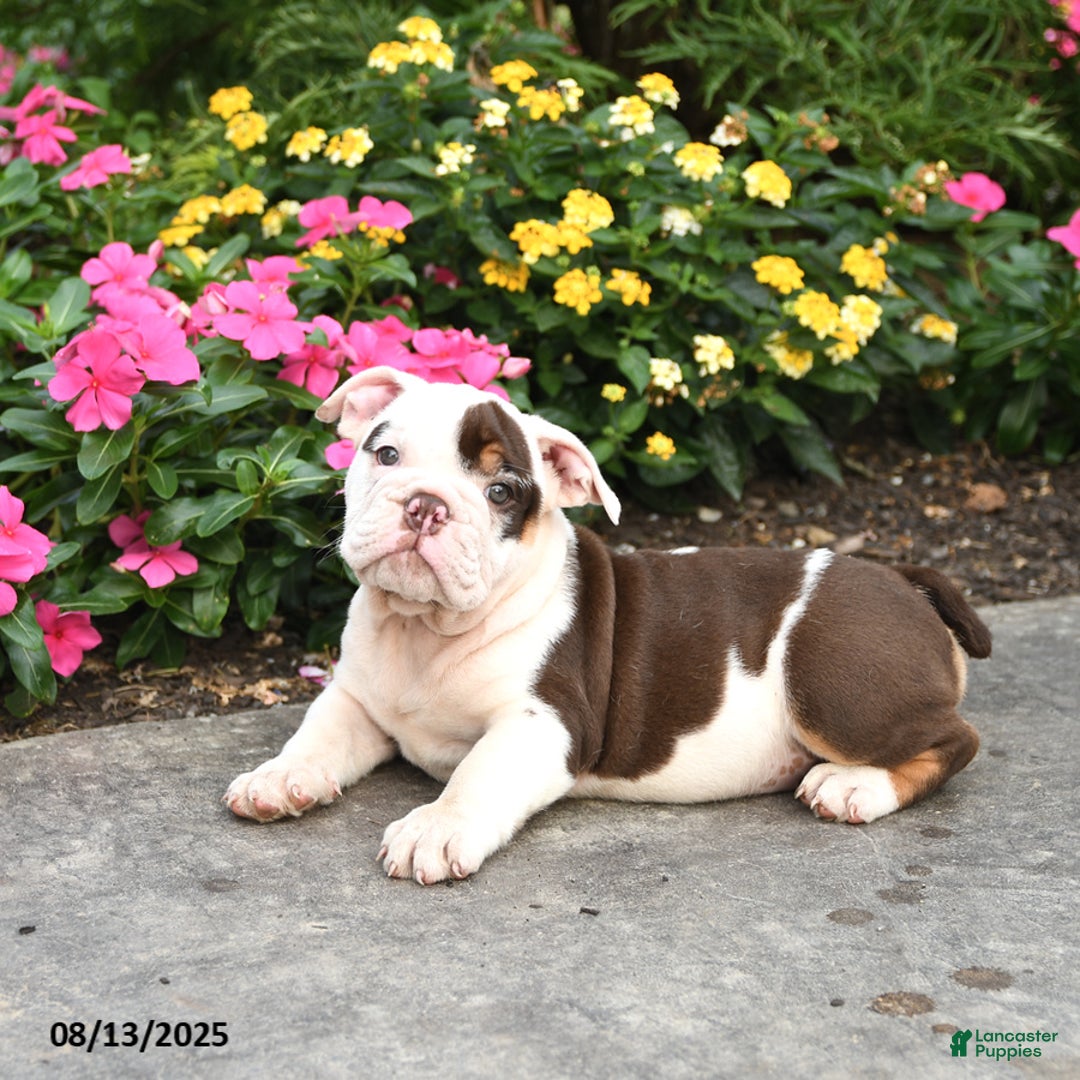 English Bulldog dogs for sale: Bailey - Image 2