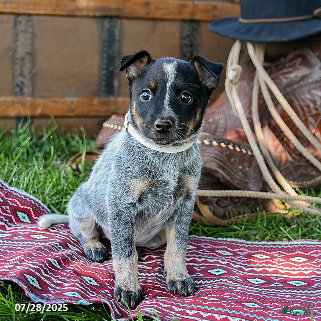 Australian Cattle Dog dogs for sale: Cream Sickle - Image 3