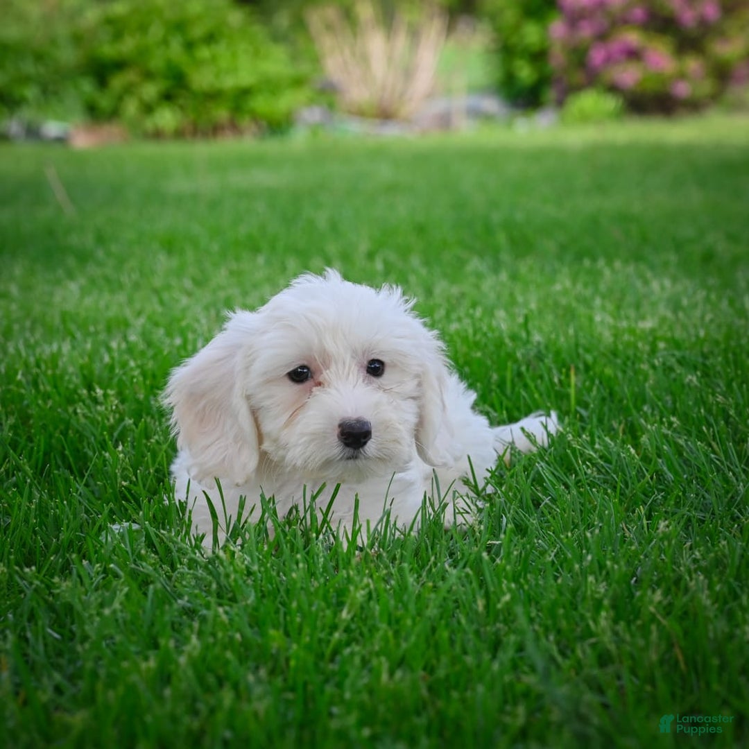 Bichpoo dogs for sale: Baba - Listing for pets: Baba, Biko, Buddy, Bo, Benny, Barry, Betty - Image 7